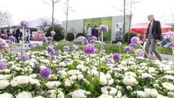 Frühlingswiese mit Dornbirner Messehalle im Hintergrund und einer Person die vorbei läuft