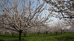 Marillenblüte in der Wachau