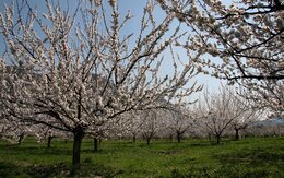 Marillenblüte in der Wachau Donau Niederösterreich / Othmar Bramberger