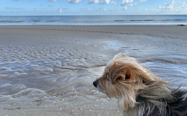 Auf dem Bild ist ein Hund mit langen Haaren zu sehen, der am Strand steht und zum Meer schaut.