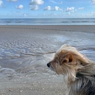 Auf dem Bild ist ein Hund mit langen Haaren zu sehen, der am Strand steht und zum Meer schaut.