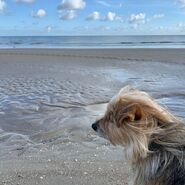 Auf dem Bild ist ein Hund mit langen Haaren zu sehen, der am Strand steht und zum Meer schaut.