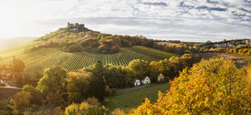  Das Foto zeigt die Burg Falkenstein auf einem Hügel, umgeben von einer herbstlich eingefärbten Landschaft. An den Hügelhängen sind Weinberge und eine Kellergasse zu sehen.