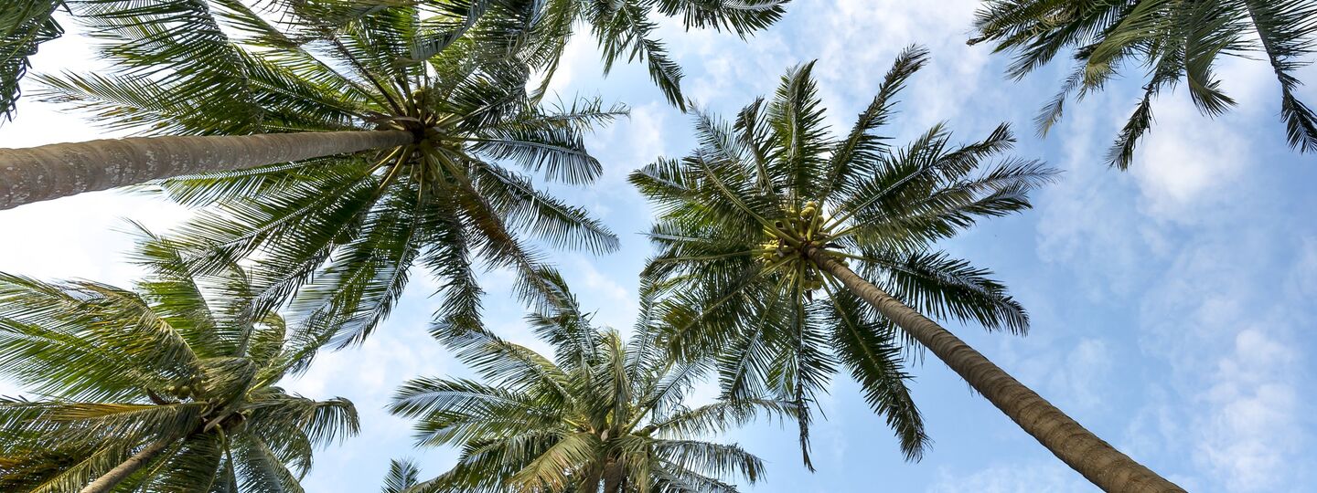 Blick von unten auf hoch aufragende Palmen vor blauem Himmel