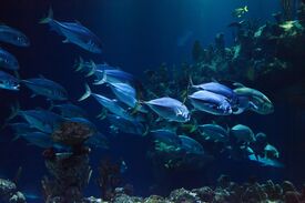 Ein Schwarm silberblauer Fische gleitet durch ein tiefblaues Aquarium an felsigen Korallenformationen vorbei und schafft so eine ruhige, immersive Unterwasserszene.