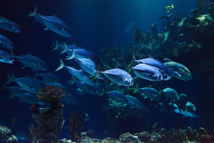 Fische in einem Aquarium als Symbolbild für das Haus der Natur in Salzburg