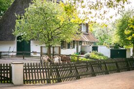 Ponys hinter einem Zaun im Bürgerpark in Bremen
