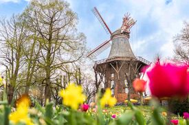 Blumenwiese und Bäume auf den Wallanlagen in Bremen, im Hintergrund eine alte Windmühle