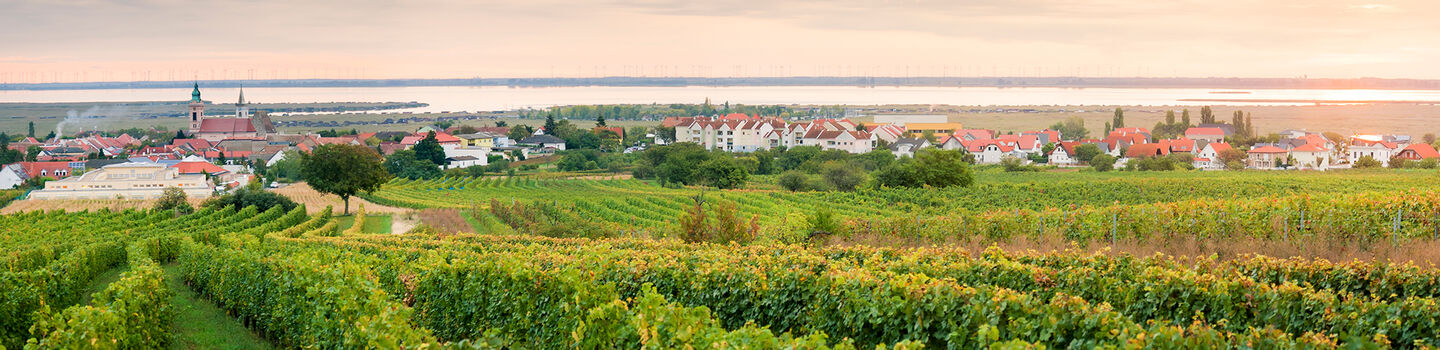 Unter einem sanften rosafarbenen Himmelslicht zeichnen sich die malerischen Weingärten bei Rust ab, mit dem ruhigen Neusiedler See im Hintergrund