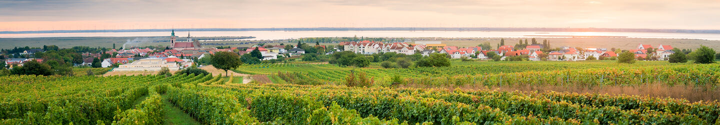Weingärten in der Nähe von Rust am Neusiedler See iStock.com / xeipe