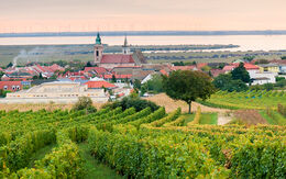 Weingärten in der Nähe von Rust am Neusiedler See iStock.com / xeipe