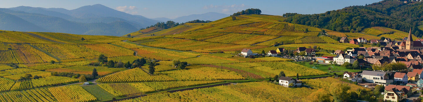 Panoramablick auf die malerischen Weinberge rund um Niedermorschwihr im Elsass (Frankreich)