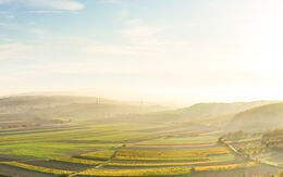 Luftaufnahme von Weingärten im Weinviertel iStock.com / mdworschak