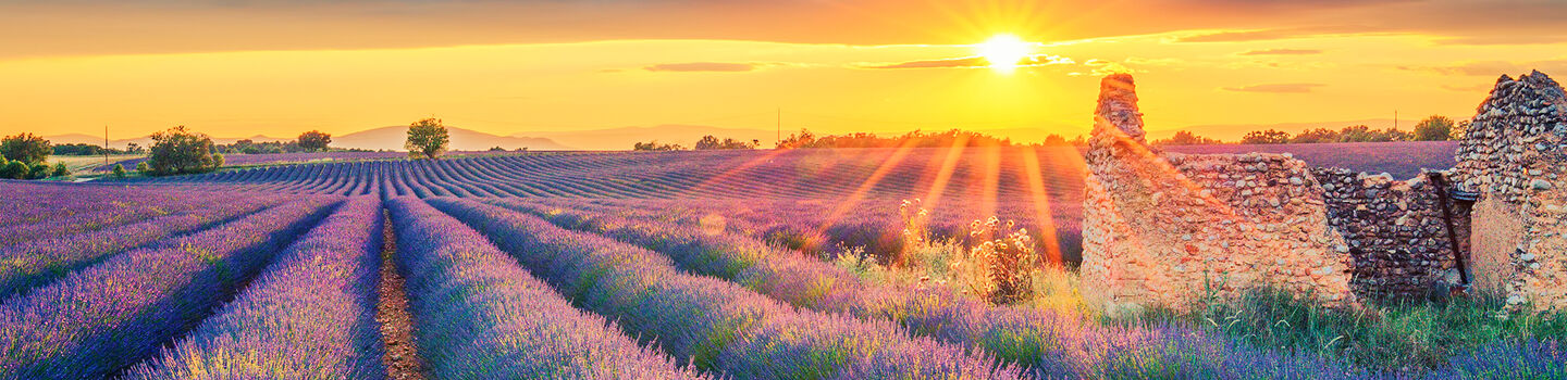 Panoramablick auf blühende Lavendelfelder in der Provence (Frankreich) mit violetten Reihen unter einem weiten Himmel