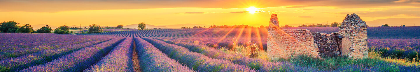 Lavendelfeld bei Sonnenuntergang iStock.com / Frederic Prochasson