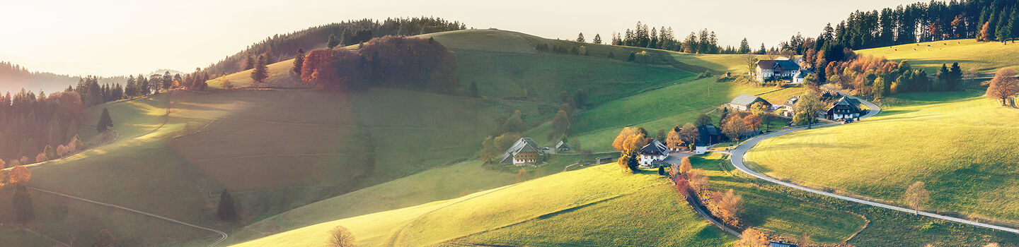 Herbstliche Landschaft im Schwarzwald, mit sanften Hügeln, die von gedämpften Rot-, Orange- und Gelbtönen der Blätter bedeckt sind.