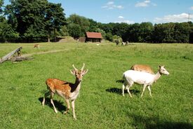 Drei Rehe stehen im Wildpark Leipzig auf einer grünen Wiese unter klarem, blauem Himmel; im Hintergrund sind Bäume und ein hölzerner Unterstand zu sehen – eine friedliche, natürliche Szene.