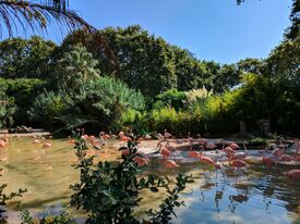 Ein Schwarm rosafarbener Flamingos watet durch einen flachen Teich, umgeben von üppigem tropischem Grün unter einem klaren blauen Himmel; die Szene wirkt ruhig und sonnig.