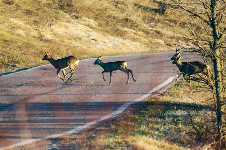 Drei Rehe queren eine Straße im Herbst