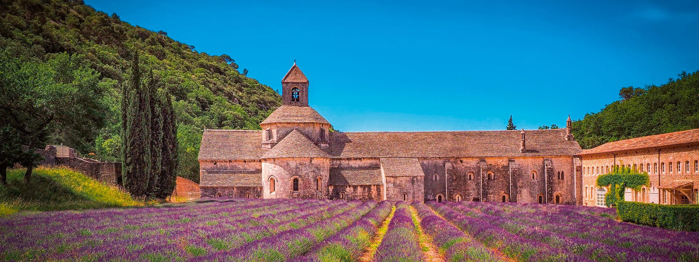 Feld mit Lavendel - ÖAMTC Reiseroute Südfrankreich