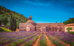 Feld mit Lavendel - ÖAMTC Reiseroute Südfrankreich