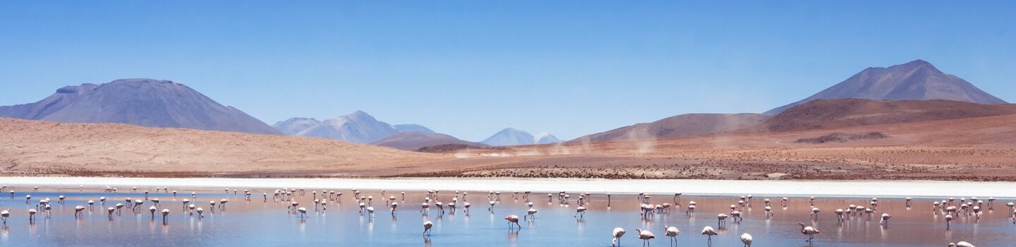 Flamingos, die elegant in einem See inmitten der bolivianischen Wüste stehen, während im Hintergrund beeindruckende Berge in der Ferne aufragen.