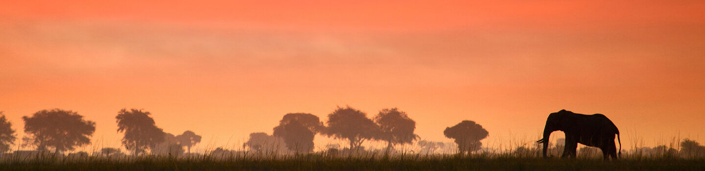 Ein einzelner Elefant wandert bei Sonnenuntergang durch eine offene Wiese in Botswana.  Die untergehende Sonne färbt den Himmel in satten Rosa-Orangetönen und zaubert dabei eine eindrucksvolle Silhouette des beeindruckenden Tieres und der umliegenden Bäume. 