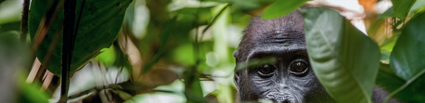 Panoramablick auf einen üppigen Regenwald im Gabun mit einem Affen, der zwischen dichtem Blattwerk verborgen ist