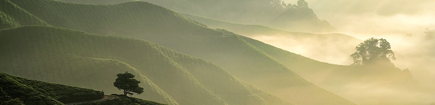 Panoramablick auf den Korup-Nationalpark, ein Naturreservat im Südwesten Kameruns mit dichter tropischer Vegetation