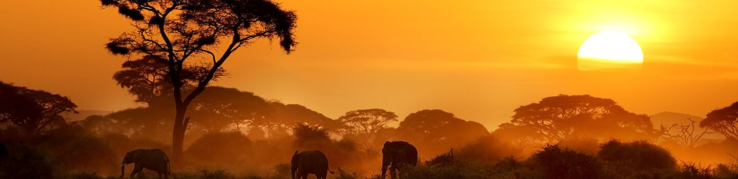 Elefanten im Naturschutzgebiet Masai Mara in Kenia bei Sonnenaufgang, mit vereinzelten Bäumen in Savannenlandschaft