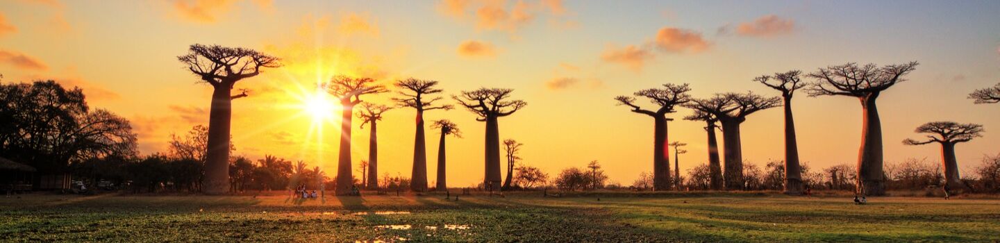 Panoramablick auf die berühmte Baobaballee bei Morondava in Madagaskar, im warmen Licht der untergehenden Sonne