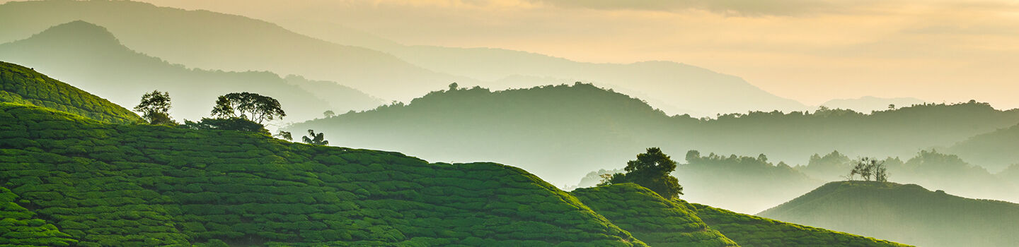 Hügelige Landschaft mit Reisfeldern über die sich Nebel legt