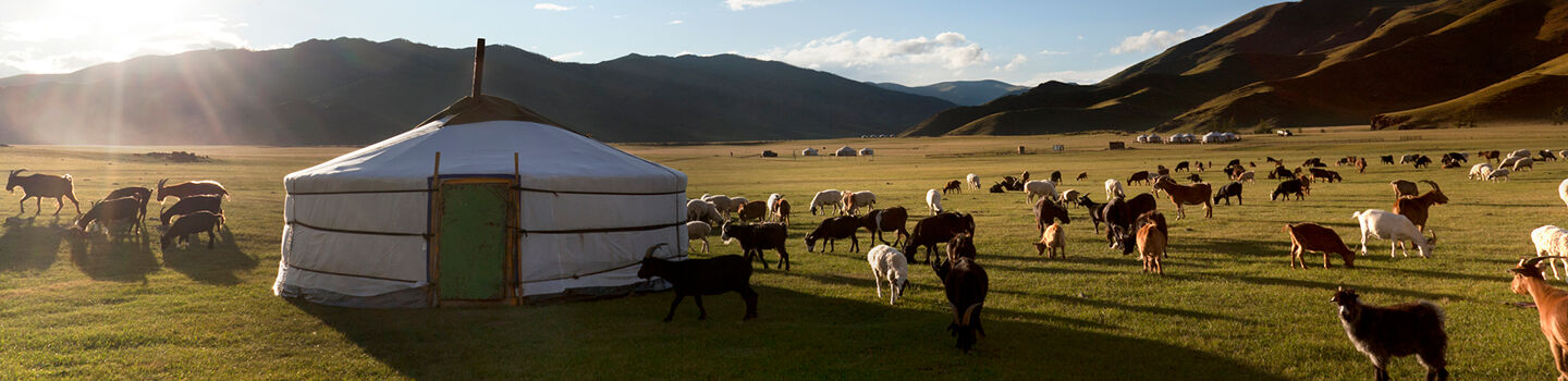 Einsame Jurte in der mongolischen Steppe umgeben von einer Herde Ziegen