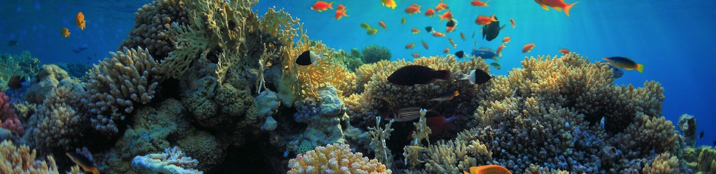 Buntes Korallenriff mit vielfältigem Meeresleben in den klaren blauen Gewässern von Nauru.