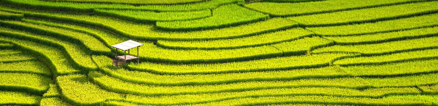 Ein grünes, stufenförmig angelegtes Reisfeld