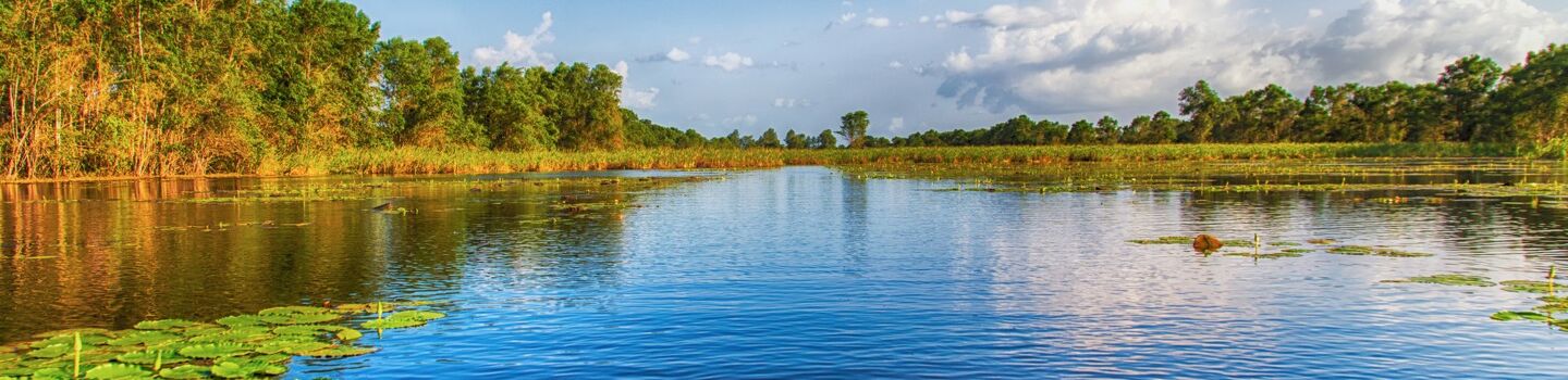 Ein stiller See, gestückt von vereinzelten Seerosen, eingebettet in das saftige Grün der umliegenden Uferlandschaft.