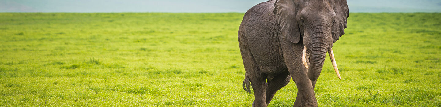 Ein einzelner Elefant auf grüner Wiese in Tansania
