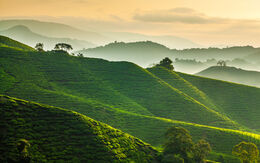 Malaysia blackcatimaging