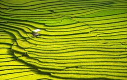 Philippinen martinhosmart