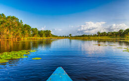 Suriname atosan
