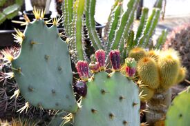 Viele Kakteen im Freien.