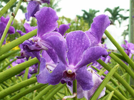 Orchidee Viele violette Orchideen, diese sind von grünen Stielen umgeben.