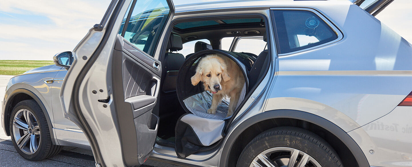 Hund im Auto, Tiersicherung  Uwe Rattay