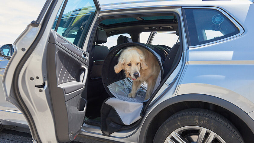 Hund im Auto, Tiersicherung