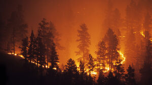 Intensives Waldbrand