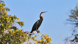 2017-05-28_Kasane_Chobe Safari Lodge_135_CMS.JPG