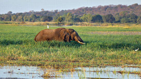 2017-05-28_Kasane_Chobe Safari Lodge_184_CMS.jpg