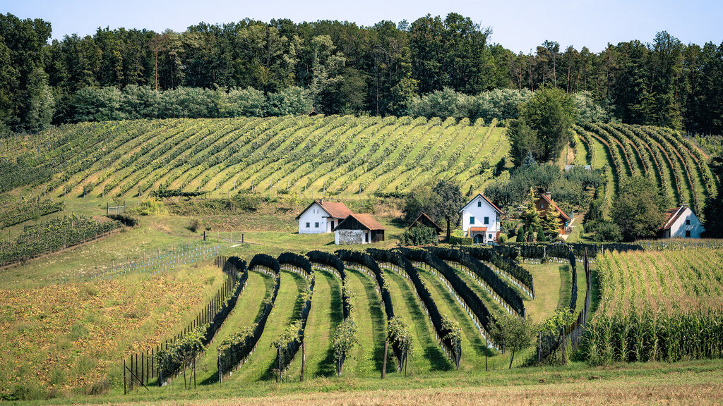 2019_10_burgenland_morgan_MZ_show1_23.jpg markuszahradnik.com