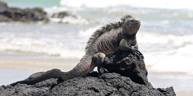 2023_01_Ecuador_Galapagos_Fibich_CMS 22.jpg Roland Fibich/auto touring