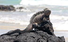 2023_01_Ecuador_Galapagos_Fibich_CMS 22.jpg Roland Fibich/auto touring